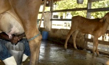 Leite importado entra no Brasil 23 porcento mais barato que o preço pago ao produtor goiano