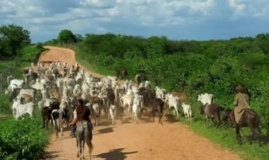 Faturamento bruto da bovinocultura em Goiás atinge R$ 20,4 bilhões e bate recorde histórico