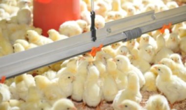 Novo recorde na produção brasileira de pintos de corte: 635 milhões de cabeças em setembro