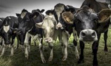 Raiva em rebanhos do Paraná intensifica vigilância, vacinação e cuidados