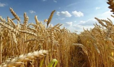 Safra mundial de trigo recorde pressiona preços