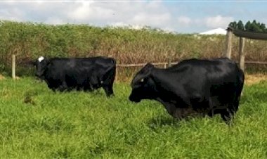 MG: fazenda alcança produtividade elevada com gestão e tecnologia
