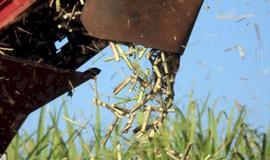 Açúcar cristal: o que esperar do indicador no fim de safra?