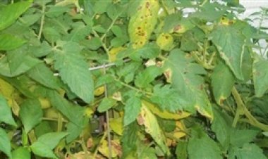 Focos iniciais elevam alerta para ferrugem na safra