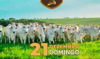 528° LEILÃO VIRTUAL MB LEILÕES