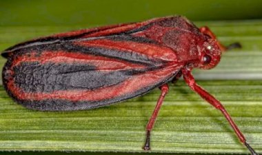 Pesquisa descobre nova espécie de cigarrinha-da-raiz que ameaça lavouras de cana