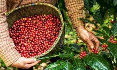 Minas Gerais terá centro de excelência em cafeicultura de R$ 17 milhões
