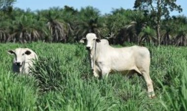 Abates de bovinos em MT recuam 10,5 porcento em nov/25, aponta Imea