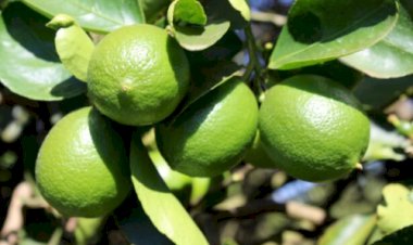 Preço do limão Tahiti sobe e anima o produtor no fim do ano