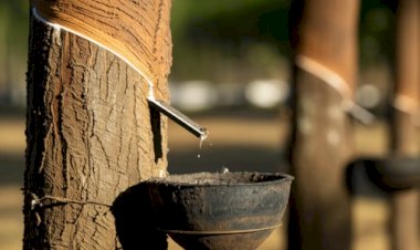 Atenção! Prazo para extrativista solicitar pagamento do Sociobio Mais termina dia 20