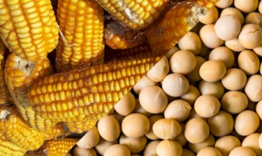 Custo dos grãos sobe e poder de compra do avicultor cai