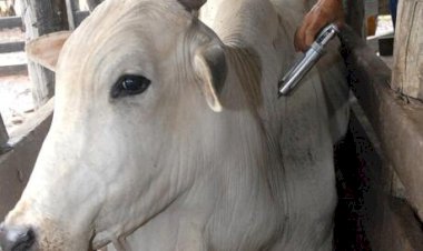 Atenção produtor! Prazo para vacinação contra brucelose terminará dia 31