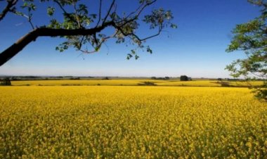 3tentos inicia processamento de canola no Rio Grande do Sul após investir R$ 60 milhões