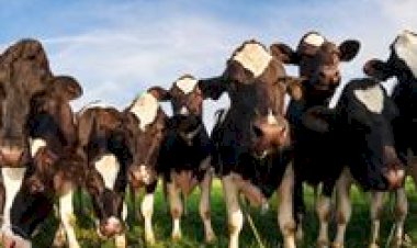 Missão do Mapa discute acesso ao mercado da África do Sul para miúdos bovinos