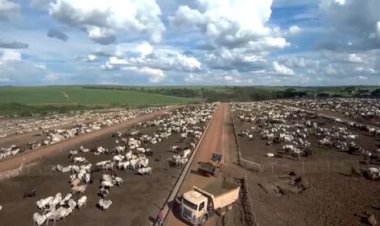 Confinamento deve manter viabilidade econômica no início de 2026