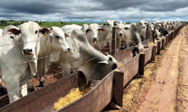 Apta Colina lança Projeto TIP Brasil para mapear a terminação intensiva a pasto