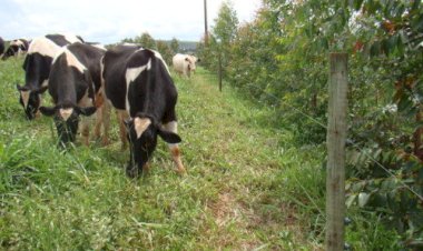 Emater/RS: estresse térmico e transição de pastagens marcam cenário da produção de leite