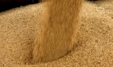 Preço do farelo de soja reage no fim de 2025 e volta ao maior nível desde abril