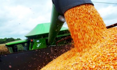 Milho: mesmo diante de colheita recorde, preço se mantém elevado em 2025