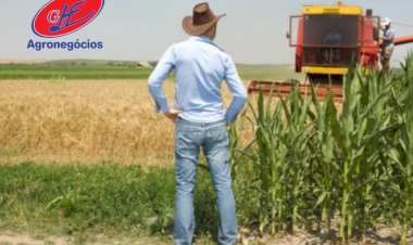 Milho silagem se recupera após retorno das chuvas