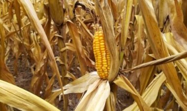 Liquidez de milho permanece limitada