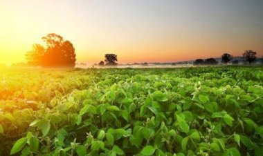 Percevejo-marrom ameaça produtividade da soja