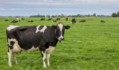 Ceará investe em vacinação contra brucelose no rebanho leiteiro