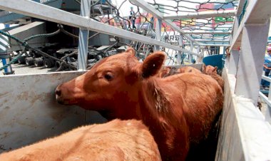 Gado vivo: exportações brasileiras superam 1,05 milhão de cabeças em 2025, um recorde histórico