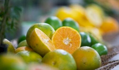 Laranja sente peso da safra cheia e do câmbio no preço do suco