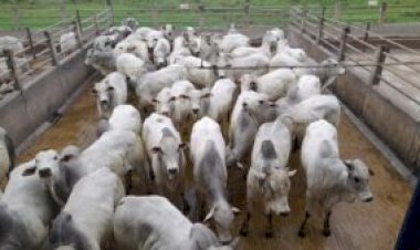 MT abate 7,46 milhões de bovinos em 2025, com destaque para animais com até 24 meses