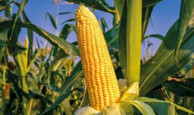 Milho em Foco: 13ª Abertura da Colheita Reúne Tecnologia e Mercado em São Borja