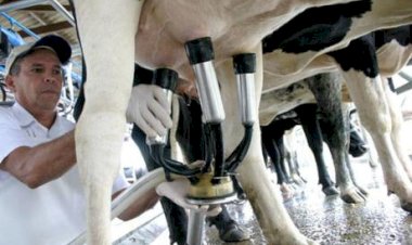 Produção de leite cresce em Goiás em 2025