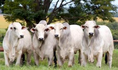 Cotações do boi gordo