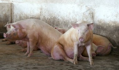 SUÍNOS: Preços recuam com força