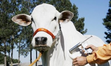 Caso Excell 10: o que ainda falta esclarecer