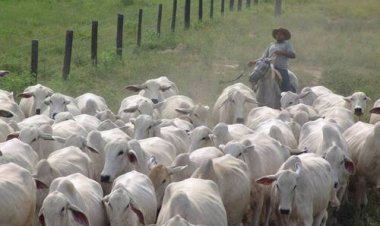 Arroba do boi gordo sobe com demanda aquecida; veja cotações