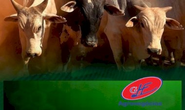 Veja aqui Cotações mista do Agro