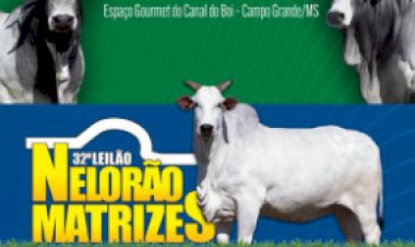 50º LEILÃO NELORÃO DO MS E 32º LEILÃO NELORÃO MATRIZES