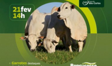 LEILÃO VIRTUAL ESPECIAL BONSUCESSO GERAÇÃO 2024