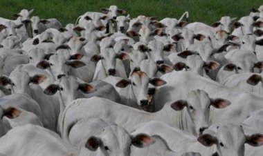 Preços do bezerro sobem e se aproximam do pico de 2021, de R$ 17,68/kg, destaca Agrifatto