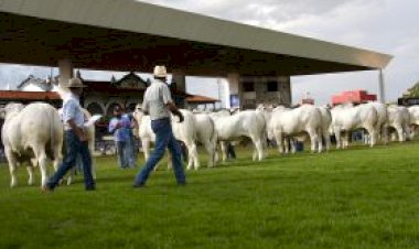 Expoinel Minas 2026 consagra Grandes Campeões no Parque Fernando Costa