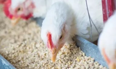 Exportações de frango são recordes para janeiro