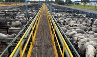 Abate de bovinos cresce 13,1% no 4° trimestre de 2025, aponta IBGE