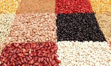 Santa Catarina confirma redução de área do feijão