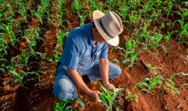 Brasil consolida liderança mundial na destinação de embalagens agrícolas