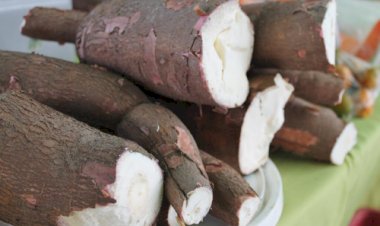 Produção de mandioca cresce em Goiás e impulsiona o setor