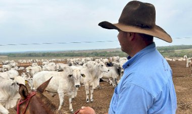 Mercado do boi gordo segue em clima de otimismo, favorecido pela boa demanda e baixa oferta