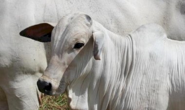 Indicador do boi gordo CEPEA/ESALQ acumula alta de 7,1% em fevereiro/26