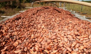 Brasil suspende importação de cacau da Costa do Marfim e acende alerta sanitário