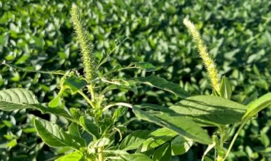 Agrodefesa reforça inspeção fitossanitária para prevenir caruru-gigante